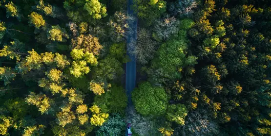 Aerial view of a dense green forest